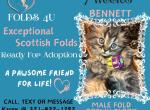 Bennett - Scottish Fold Kitten For Sale - Ocklawaha&comma; FL&comma; US