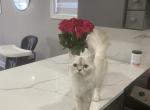 Snow - Ragdoll Cat For Sale - Dearborn&comma; MI&comma; US