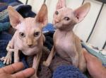 Sphynx male - Sphynx Kitten For Sale - Lemoore&comma; CA&comma; US