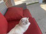Silver - Ragdoll Cat For Sale - Dearborn&comma; MI&comma; US