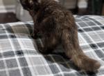 Chocolate tortie - Exotic Kitten For Sale/Service - 