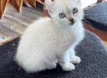 Divine snow Queen - Highlander Kitten For Sale - Laingsburg&comma; MI&comma; US