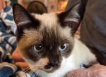 Tippy - Munchkin Cat For Sale - Whiteford&comma; MD&comma; US