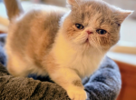 Diluted calico - Exotic Kitten For Sale - Bell Buckle&comma; TN&comma; US