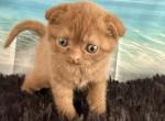 Beau Scottish Fold Cinnamon  Male - Scottish Fold Kitten For Sale - 