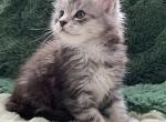 Tee - Maine Coon Kitten For Sale - 