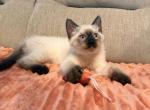 Luffy - Siamese Kitten For Sale - Wilmington&comma; OH&comma; US