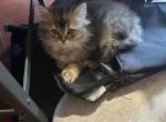 Erica from Q'Bella - British Shorthair Kitten For Sale - Cutlerville&comma; MI&comma; US