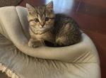 Ellie from Q'Bella - British Shorthair Kitten For Sale - Cutlerville&comma; MI&comma; US