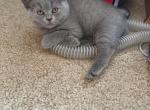 Diamond from Tutti Frutti Katsumi - British Shorthair Kitten For Sale - Cutlerville&comma; MI&comma; US