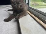 Django from Tutti Frutti Katsumi - British Shorthair Kitten For Sale - Cutlerville&comma; MI&comma; US