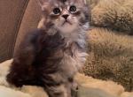 Me - Maine Coon Kitten For Sale - Holly&comma; MI&comma; US