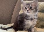 Fa - Maine Coon Kitten For Sale - Holly&comma; MI&comma; US
