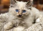 Seal Mink Mitted Tortie Female - Ragdoll Kitten For Sale - Hershey&comma; PA&comma; US