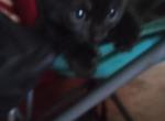 Kiki - Domestic Kitten For Adoption - Milton&comma; MA&comma; US