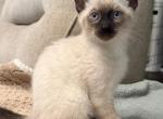 Usopp - Siamese Kitten For Sale - Wilmington&comma; OH&comma; US