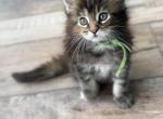 Cleos kittens - Maine Coon Kitten For Sale - Springfield&comma; OH&comma; US