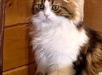 Duma - Scottish Fold Kitten For Sale - Warwick&comma; NY&comma; US
