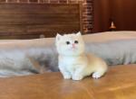 Biscuit - Munchkin Kitten For Sale - Fontana&comma; CA&comma; US