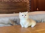 Biscuit - Munchkin Kitten For Sale - Fontana&comma; CA&comma; US