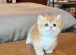 Teddy - Munchkin Kitten For Sale - Fontana&comma; CA&comma; US
