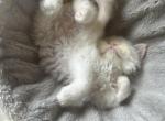 Cream point Dumpling - Persian Kitten For Sale - Nunda&comma; NY&comma; US