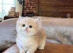 Bisciutt - Munchkin Kitten For Sale - Fontana&comma; CA&comma; US