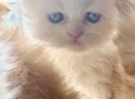 Lilac Tortie Bicolor Bamba - Persian Kitten For Sale - Nunda&comma; NY&comma; US