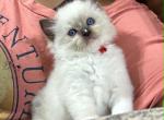 A Litter - Ragdoll Kitten For Sale - Chalmette&comma; LA&comma; US