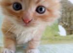 Tiberius - Siberian Kitten For Sale - Woodburn&comma; OR&comma; US