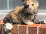 Piper - Maine Coon Kitten For Sale - 