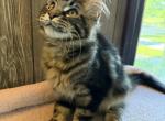 Max - Maine Coon Kitten For Sale - Roscoe&comma; IL&comma; US
