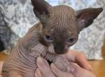 8 sphynx kittens - Sphynx Kitten For Sale - Toledo&comma; OH&comma; US