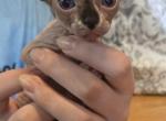8 sphynx kittens - Sphynx Kitten For Sale - Toledo&comma; OH&comma; US