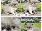 Marie - Himalayan Kitten For Sale - 