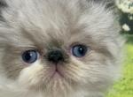 Marie - Himalayan Kitten For Sale - Lakeland&comma; FL&comma; US