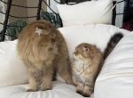 Golden longhair Scottish fold - Scottish Fold Kitten For Sale - Celebration&comma; FL&comma; US
