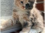 Paige - Maine Coon Kitten For Sale - 