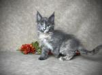 Bonbon - Maine Coon Kitten For Sale - 