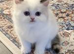 Lilac Tortie Bicolor Bamba - Persian Kitten For Sale - Nunda&comma; NY&comma; US