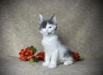 Eclair - Maine Coon Kitten For Sale - Powder Springs&comma; GA&comma; US