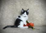 Cannoli - Maine Coon Kitten For Sale - Powder Springs&comma; GA&comma; US