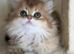 British Longhair Golden Girl - British Shorthair Kitten For Sale - Aliso Viejo&comma; CA&comma; US