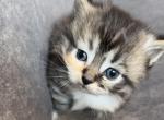 Calico Munchkin Cali - Munchkin Kitten For Sale - Denver&comma; CO&comma; US