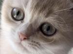 Toffee - British Shorthair Kitten For Sale - Fairfax&comma; VA&comma; US