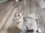 Koda - Highlander Kitten For Sale - Providence&comma; RI&comma; US