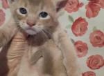 Tickle Me Fawn - Abyssinian Kitten For Sale - Plymouth&comma; WI&comma; US