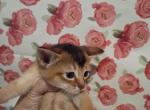 Ruddy Dancing Junebug - Abyssinian Kitten For Sale - Plymouth&comma; WI&comma; US