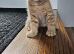 No assigned names - Domestic Kitten For Sale - ME&comma; US