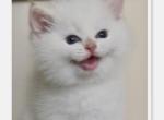 Flkitten1 white - British Shorthair Kitten For Sale - Parkland&comma; FL&comma; US